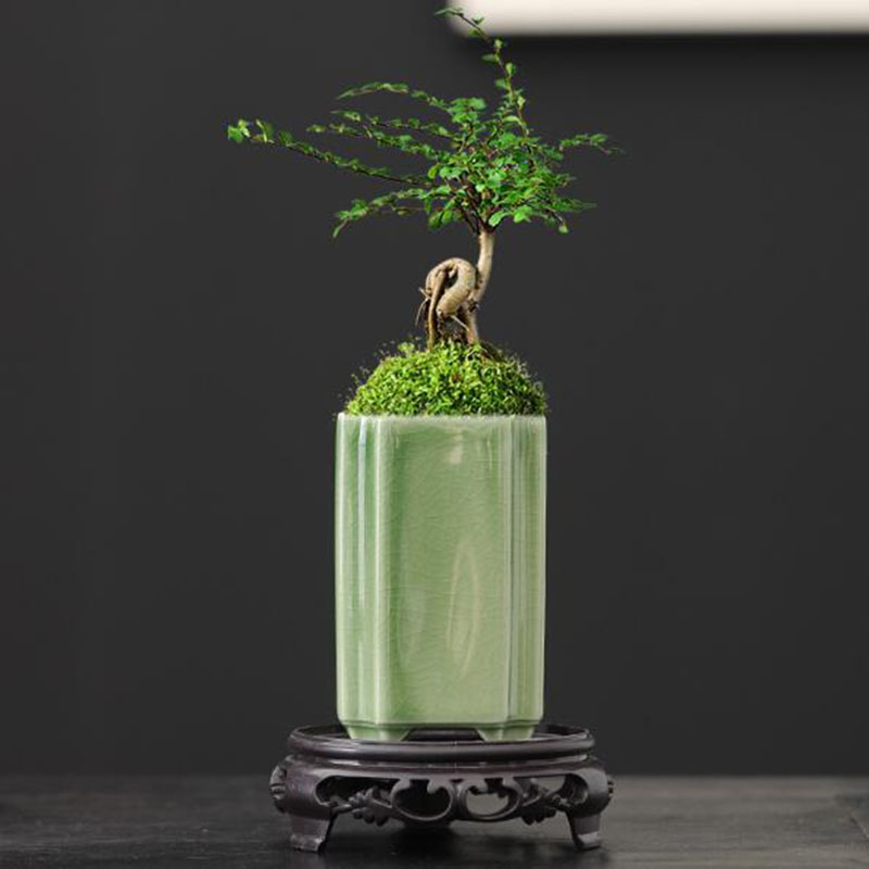Фарфоровый квадратный цветочны – обзор и цена Bonsai Garden Art